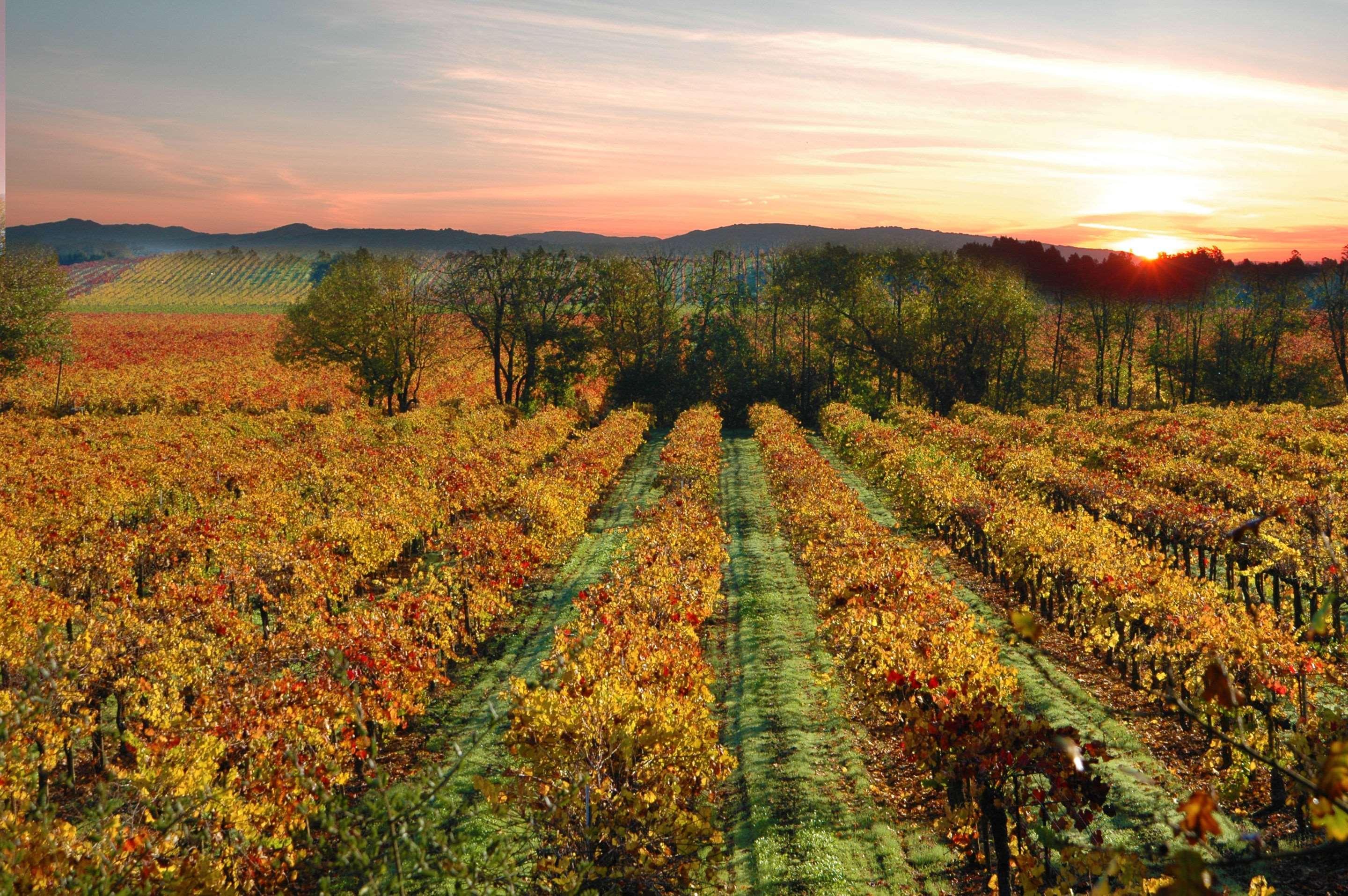 Hotel Centro Sonoma Wine Country, Tapestry Collection Hilton Rohnert Park Εξωτερικό φωτογραφία